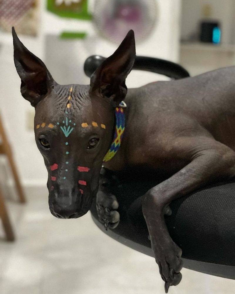 Xoloitzcuintli