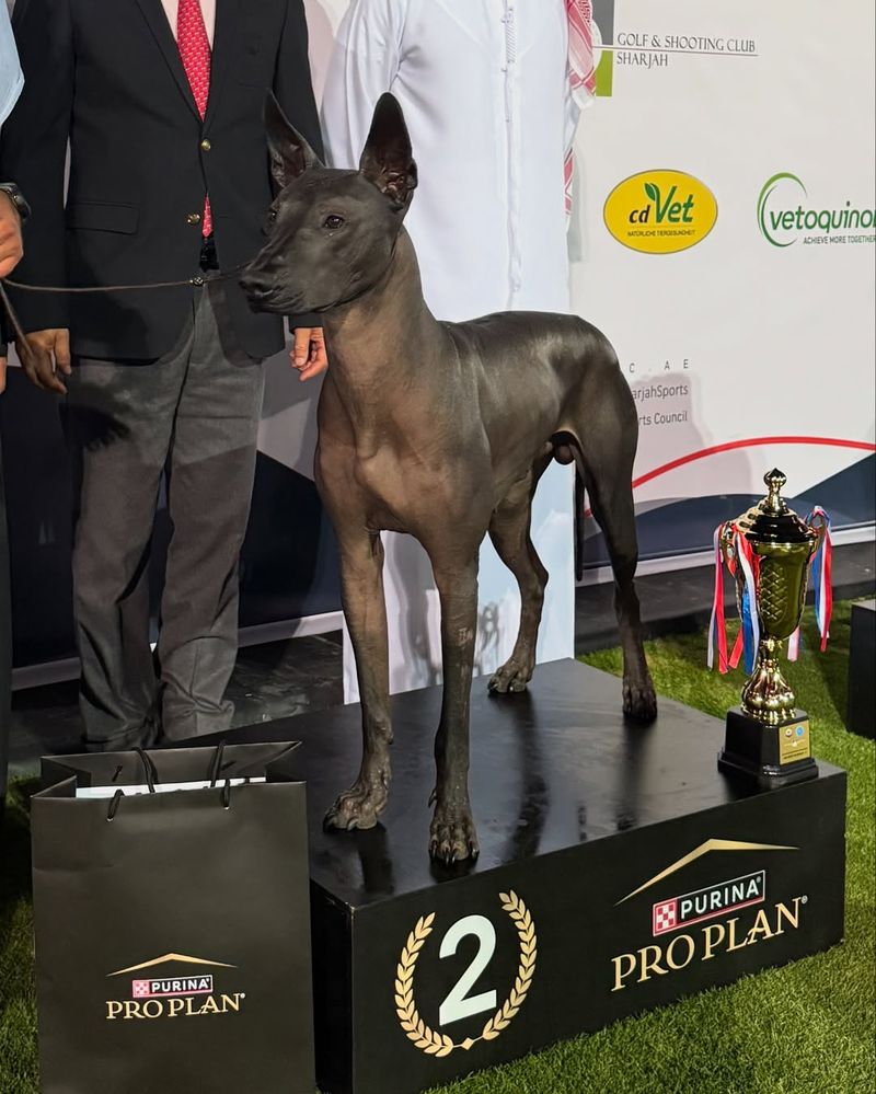 Xoloitzcuintli