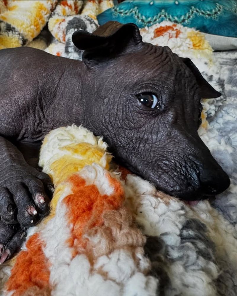 Xoloitzcuintli