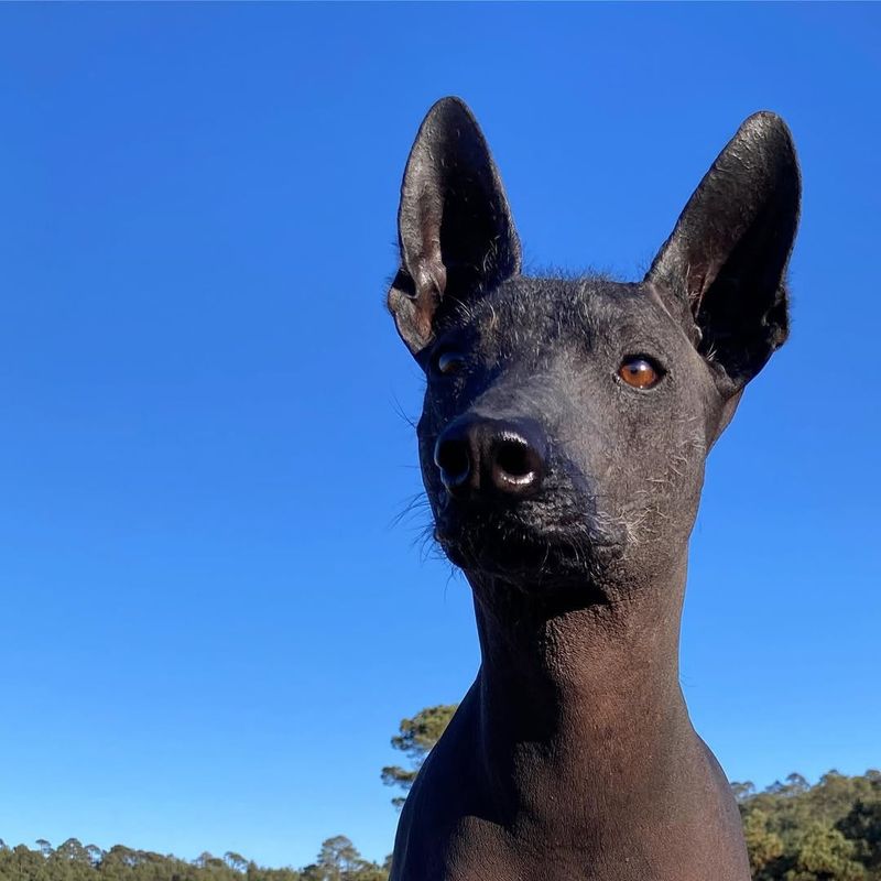 Xoloitzcuintli