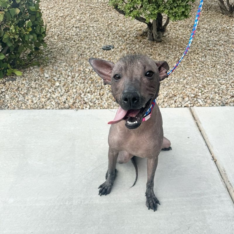 Xoloitzcuintli