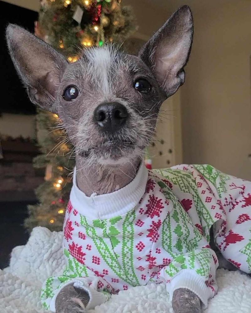 Xoloitzcuintli Toy