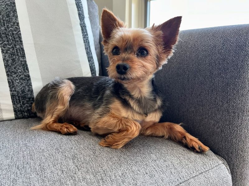 Yorkshire Terrier
