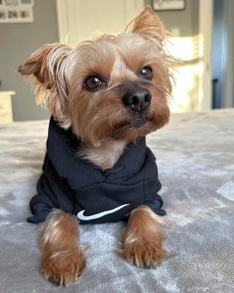 Yorkshire Terrier