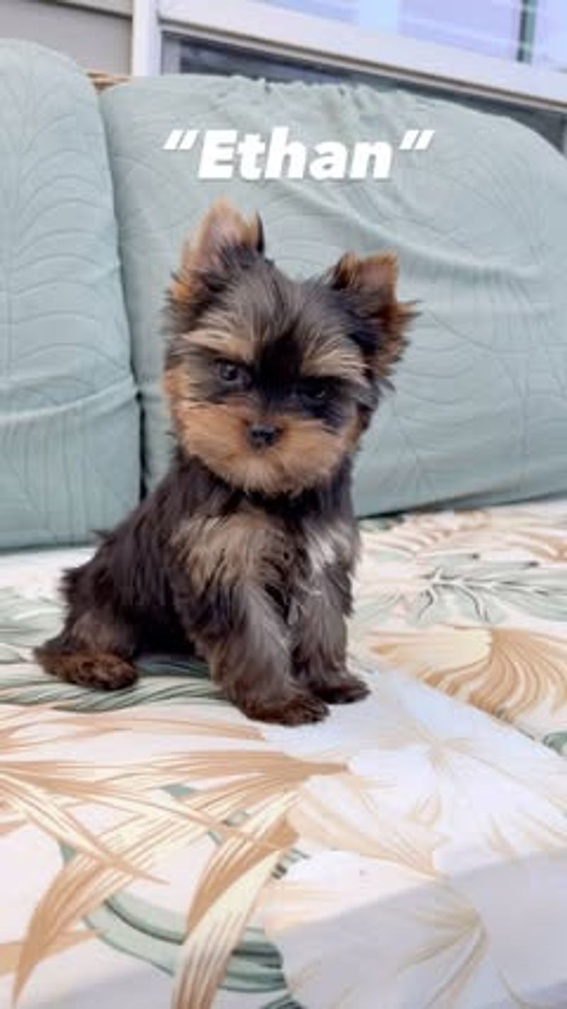 Yorkshire Terrier