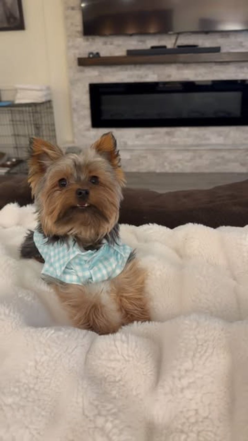 Yorkshire Terrier