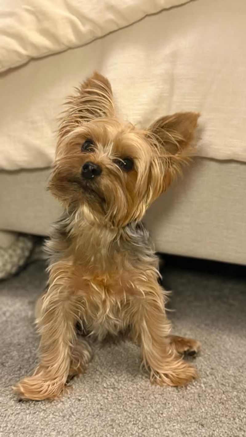 Yorkshire Terrier