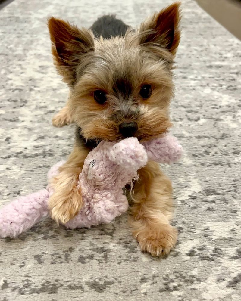 Yorkshire Terrier