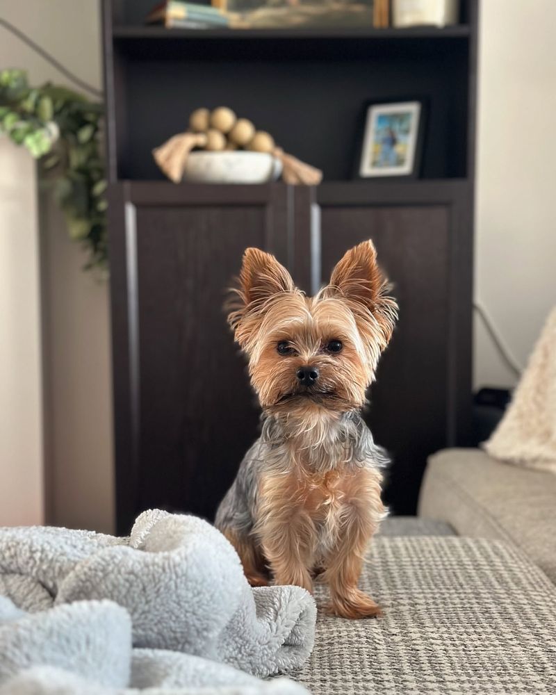 Yorkshire Terrier