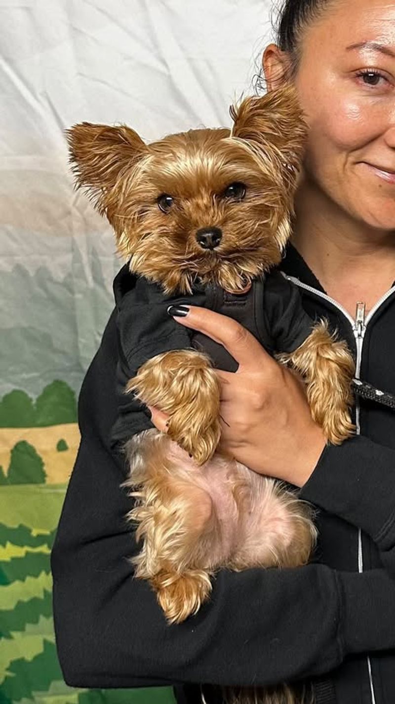 Yorkshire Terrier