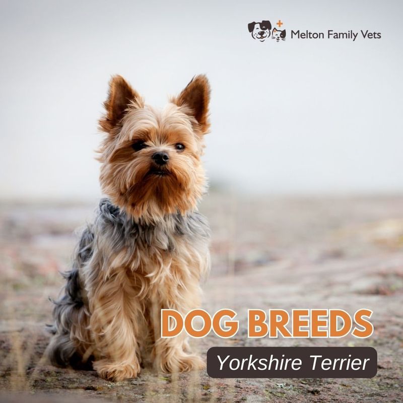 Yorkshire Terrier