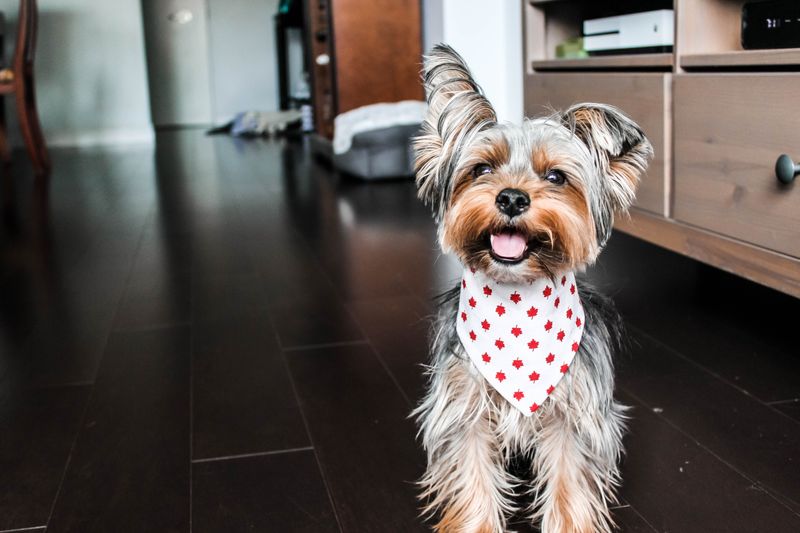 Yorkshire Terrier