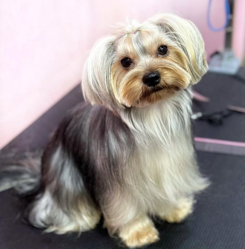 Yorkshire Terrier