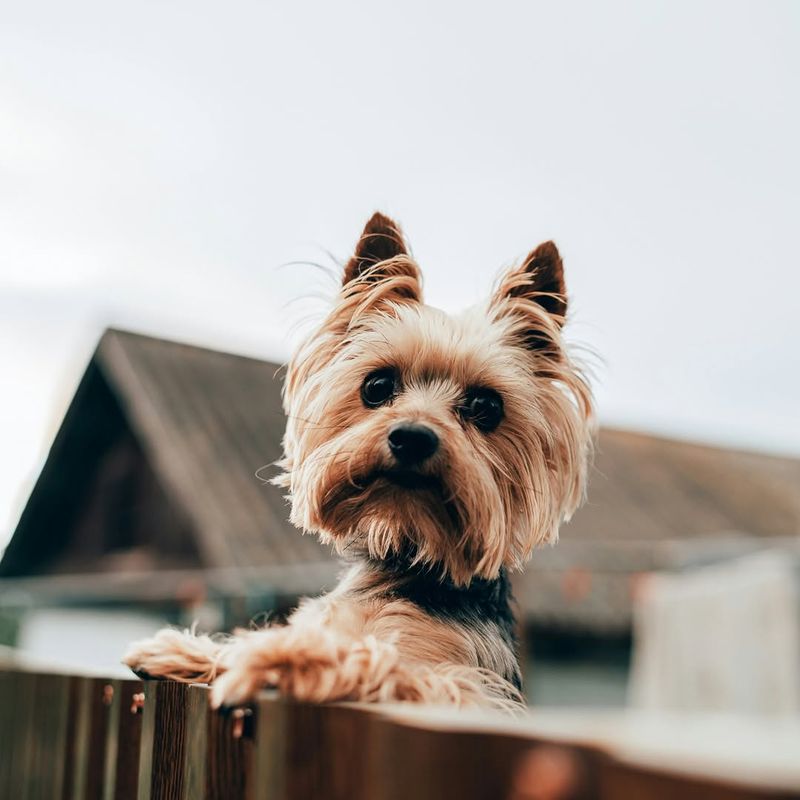 Yorkshire Terrier