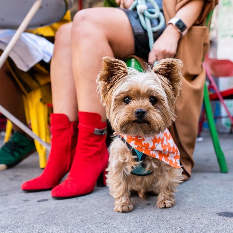 Yorkshire Terrier