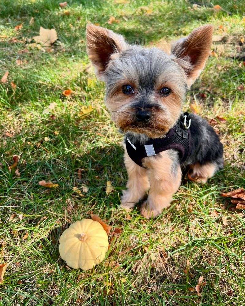 Yorkshire Terrier