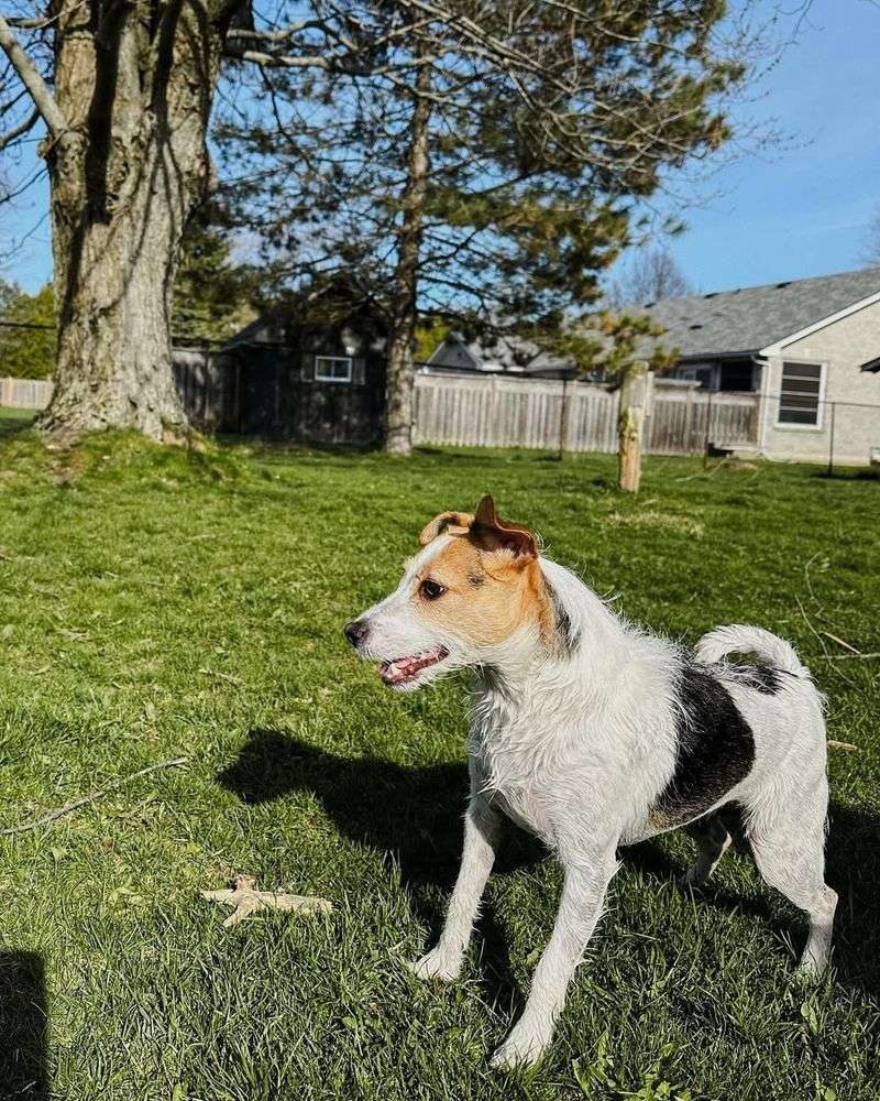 Jack Russell Terrier