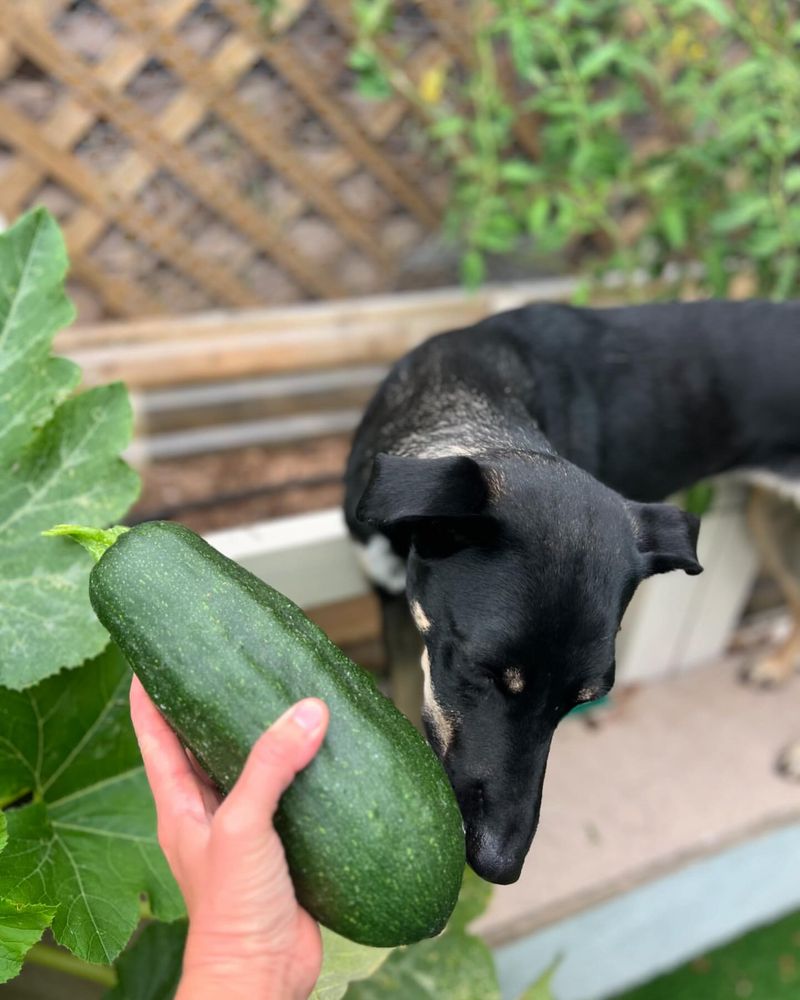 Zucchini