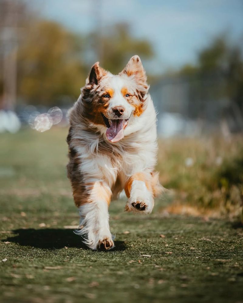 Australian Shepherd