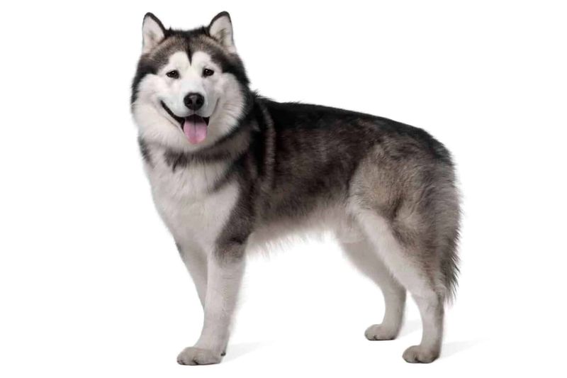 Alaskan Malamute