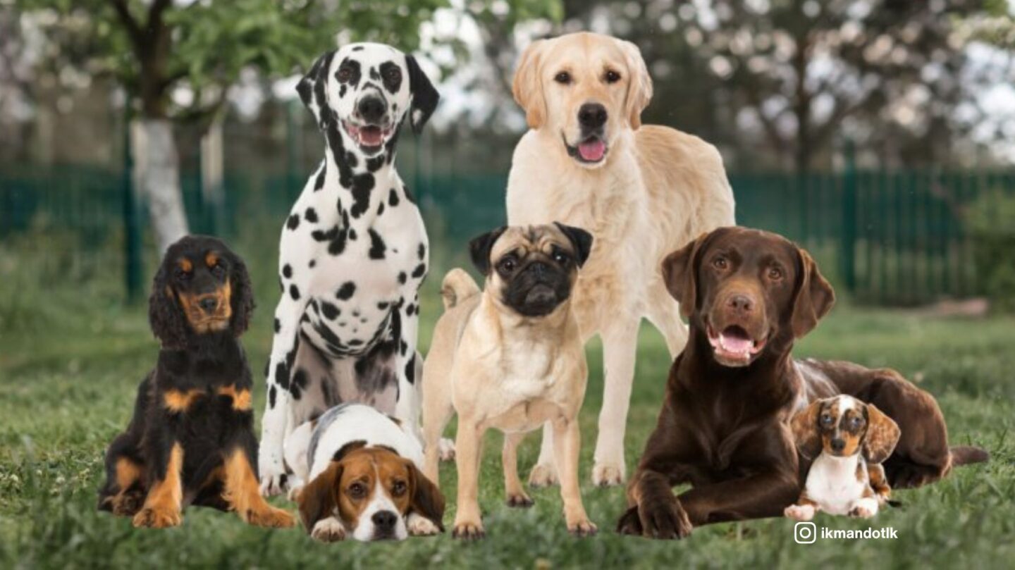 10 Dog Breeds with the Shortest Lifespans – and 10 That Are Known for ...