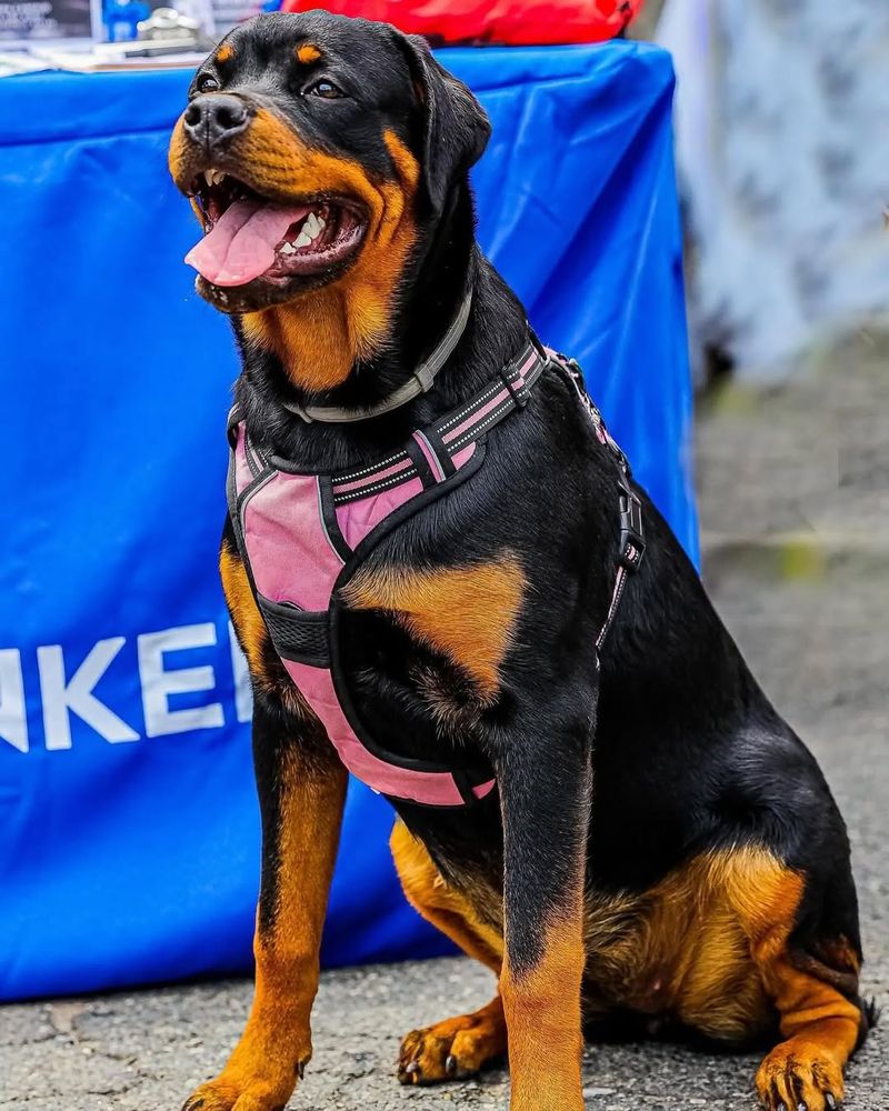 Rottweiler