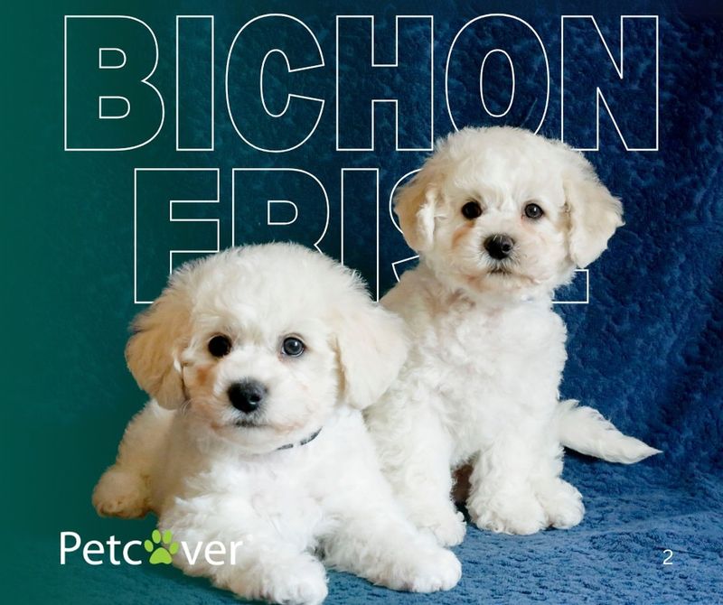 Bichon Frise