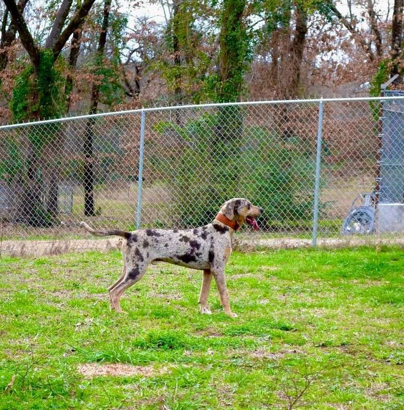 American Leopard Hound