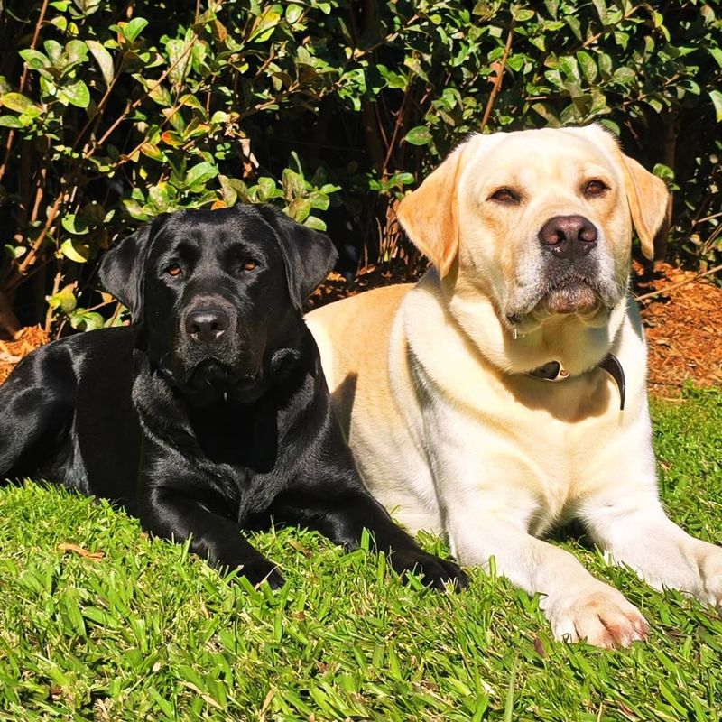 Labrador Retriever