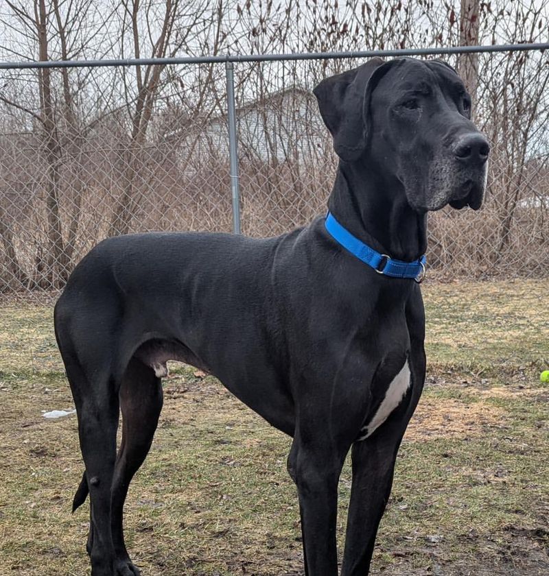 Great Dane