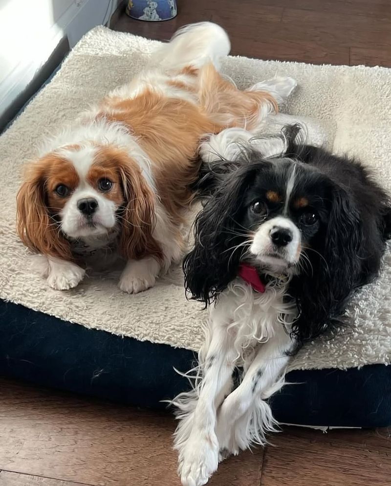 Cavalier King Charles Spaniel