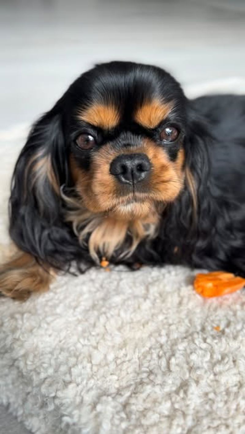 Cavalier King Charles Spaniel