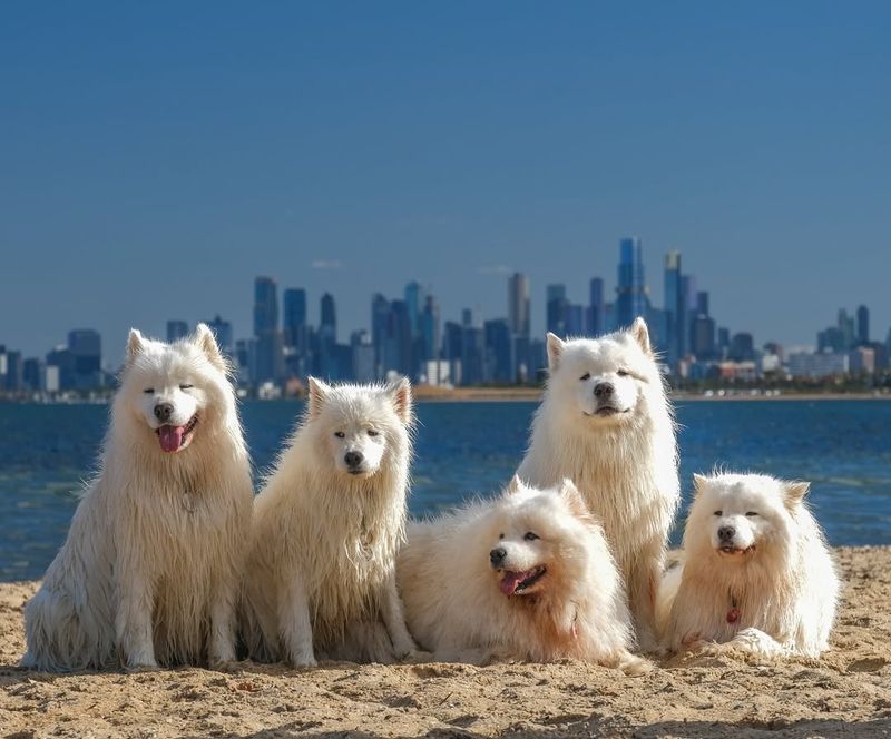 Samoyed