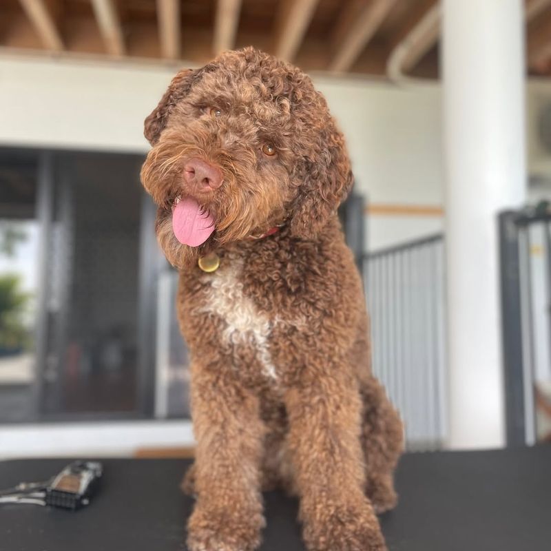 Lagotto Romagnolo