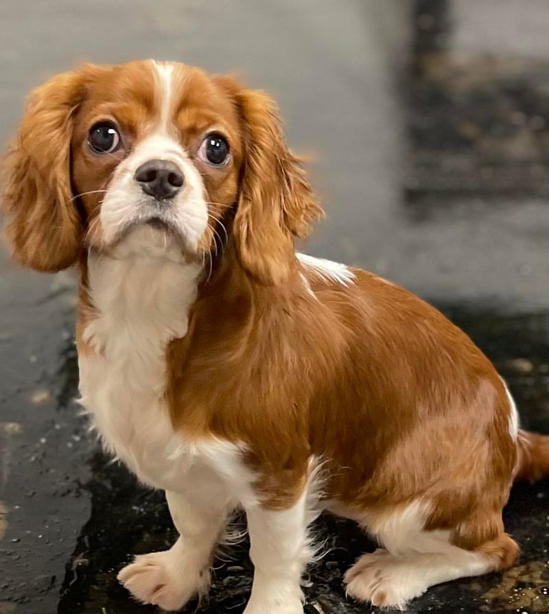 Cavalier King Charles Spaniel