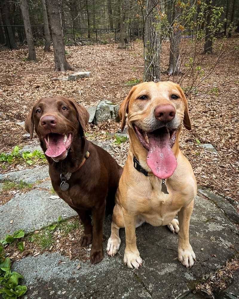 Labrador Retriever