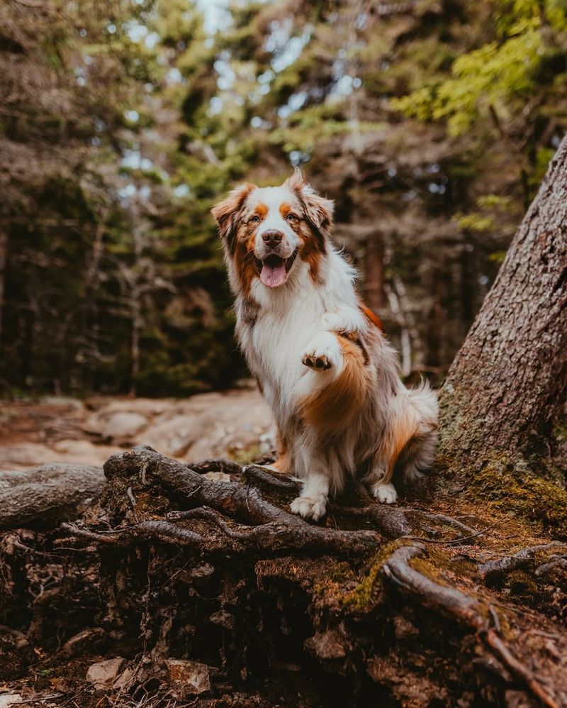 Australian Shepherd