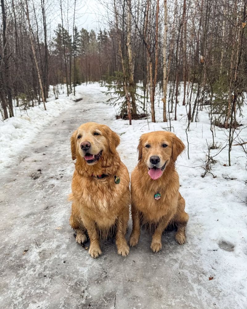 Golden Retriever