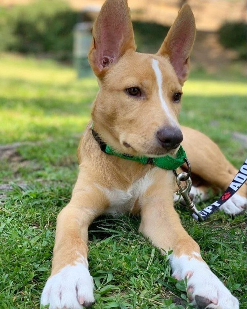 Basenji