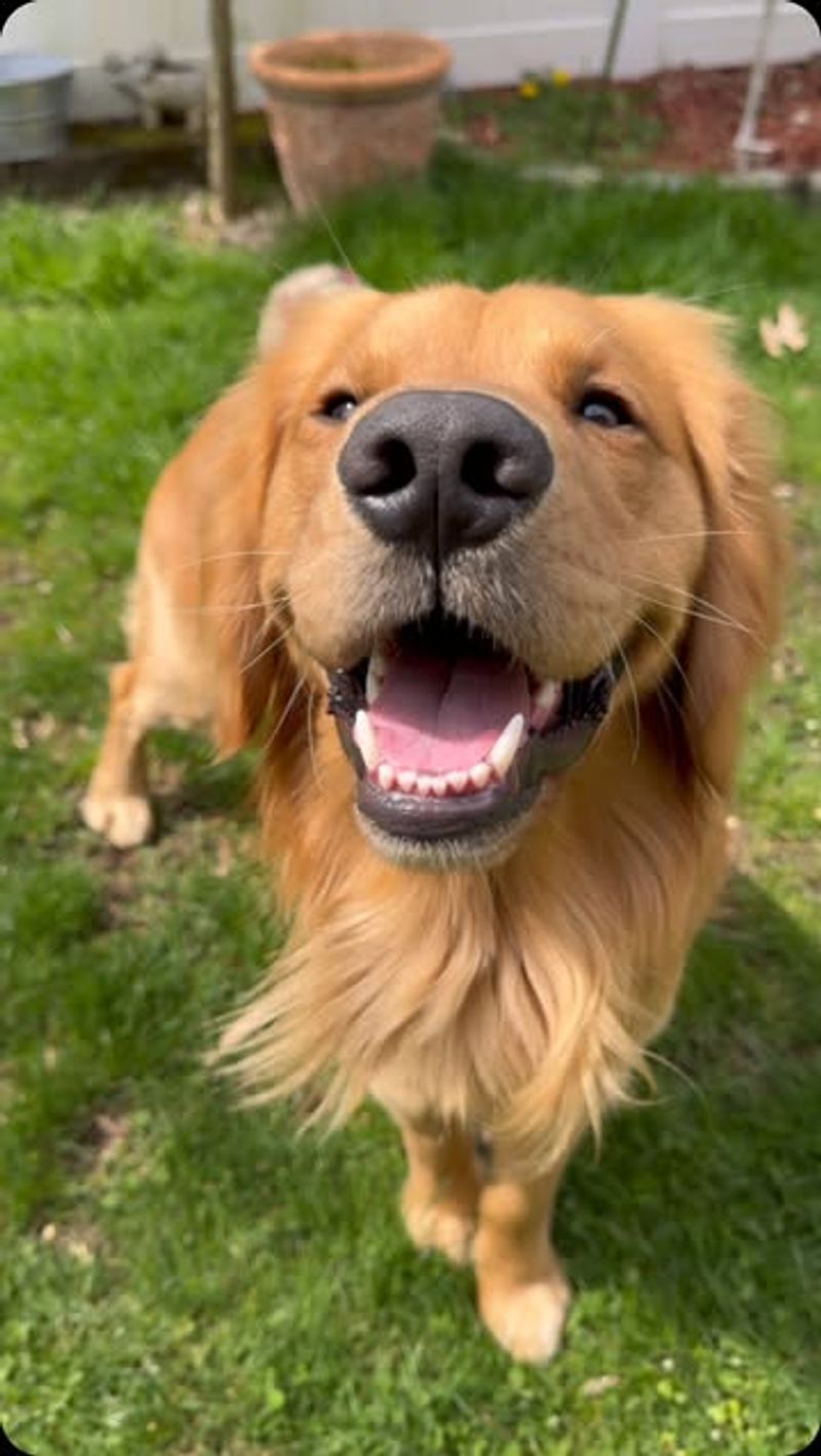 Golden Retriever