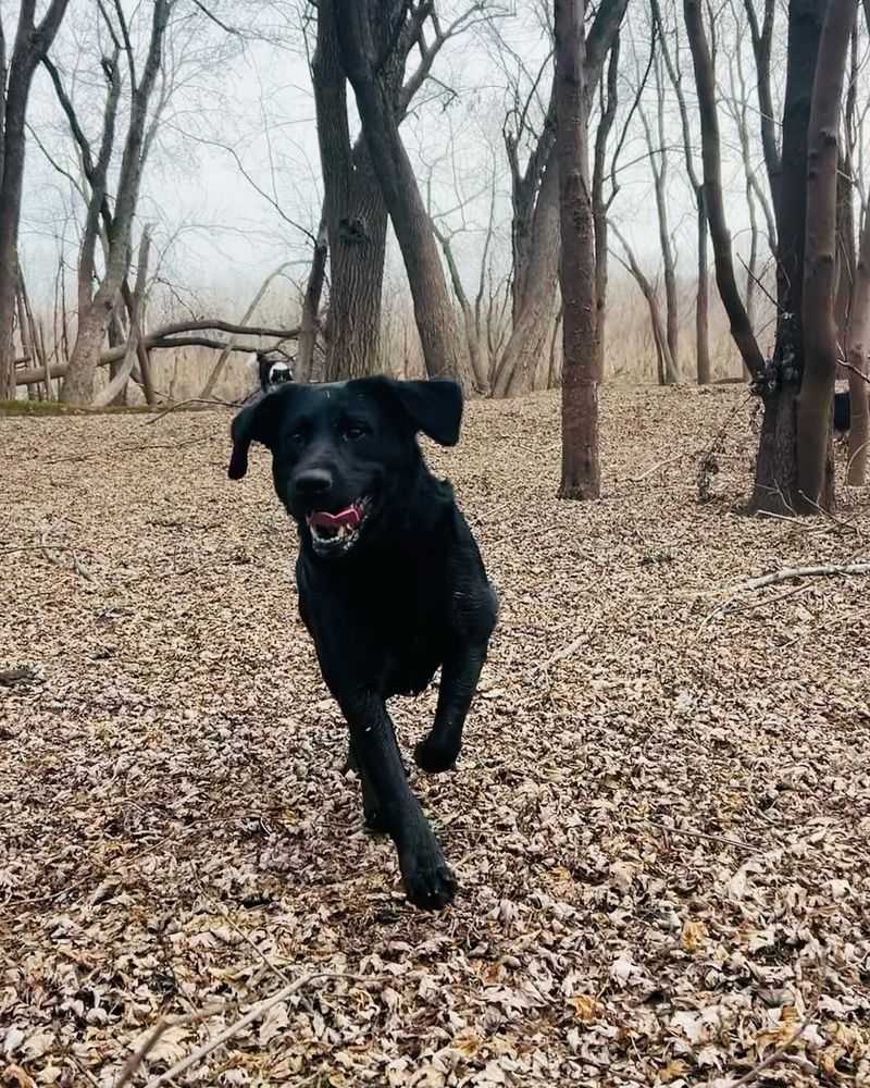 Labrador Retriever