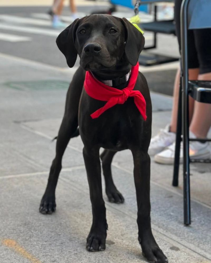 Labrador Retriever