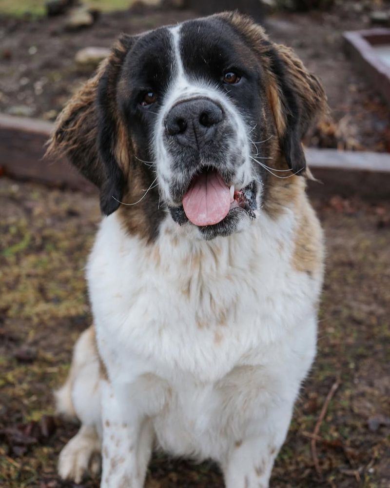 Saint Bernard