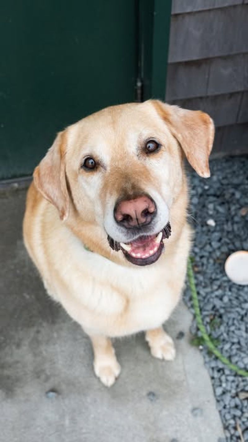 Labrador Retriever