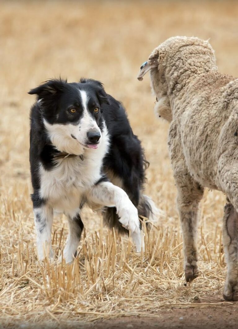 15 Brilliant Dog Breeds So Smart, They’ll Leave You Speechless - Epic ...