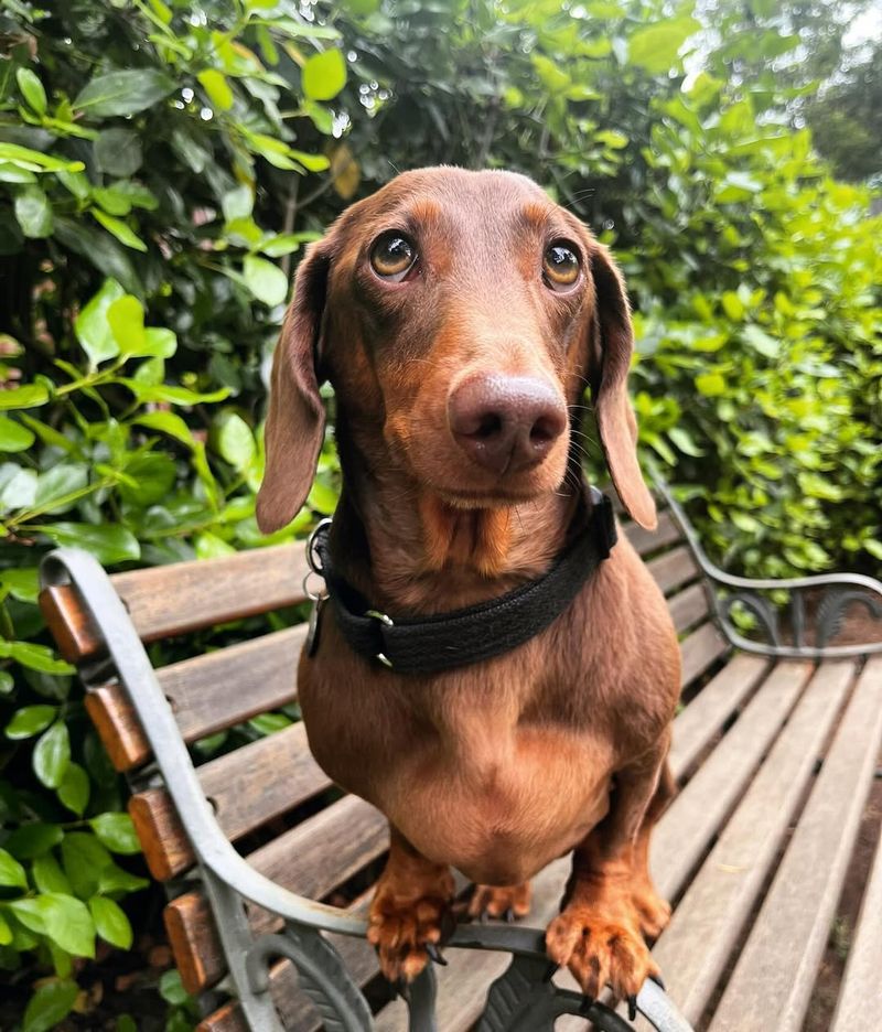 Dachshund