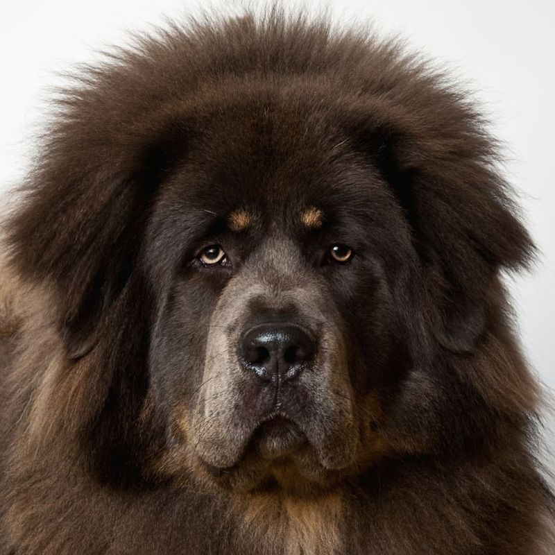 Tibetan Mastiff