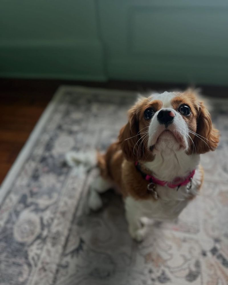 Cavalier King Charles Spaniel