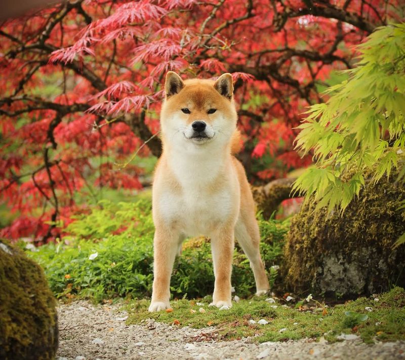 Shiba Inu