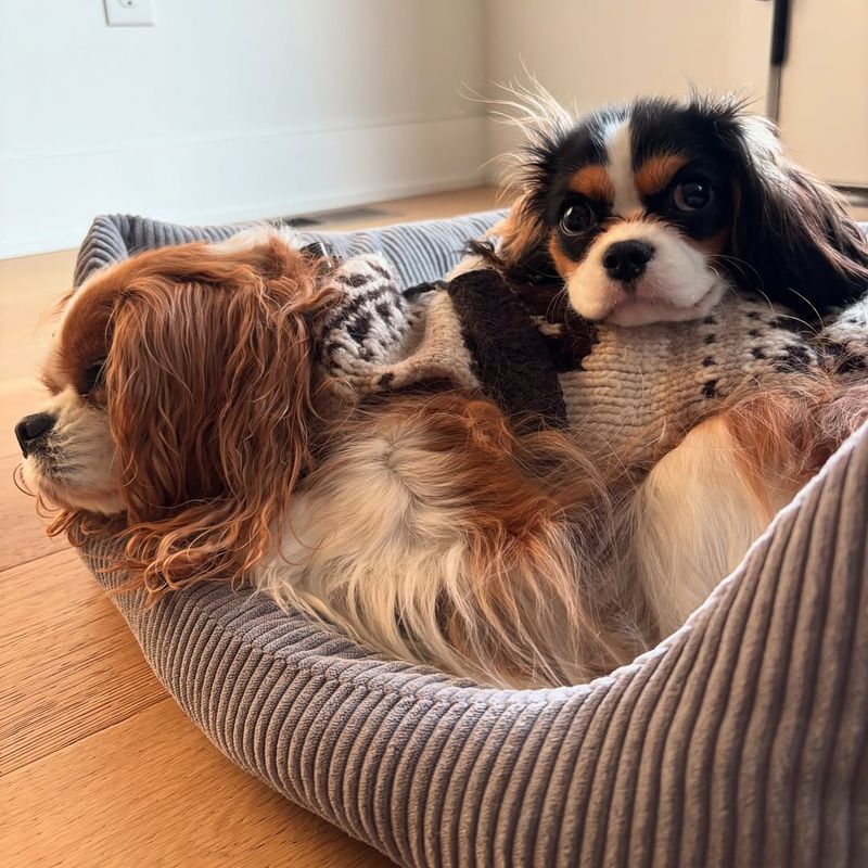 Cavalier King Charles Spaniel